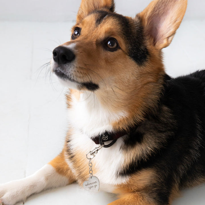 Matching dog collar and keychain hotsell